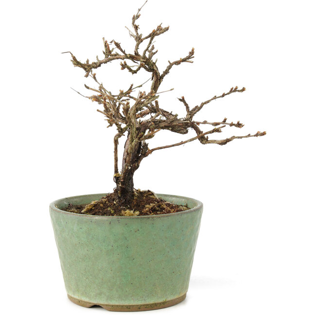 Potentilla fruticosa, 15 cm, ± 7 anni