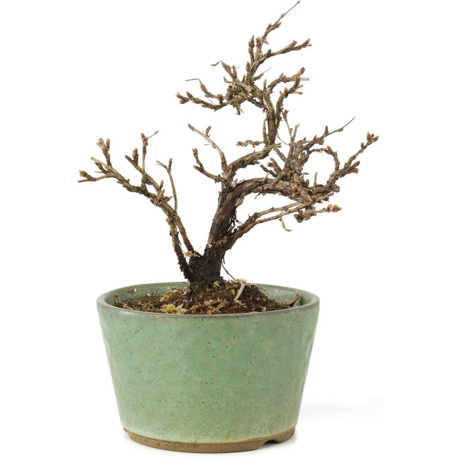 Potentilla fruticosa, 15 cm, ± 7 Jahre alt