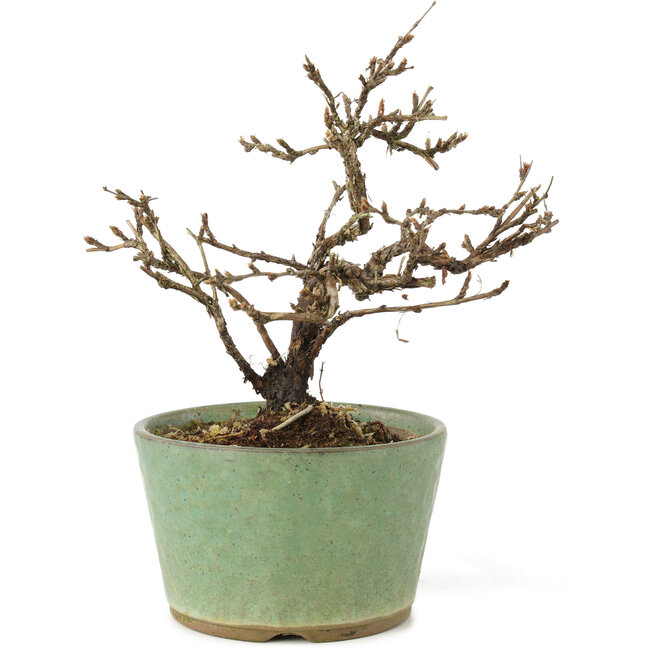 Potentilla fruticosa, 15 cm, ± 7 years old