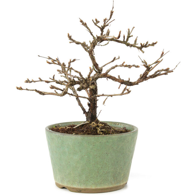 Potentilla fruticosa, 15 cm, ± 7 jaar oud