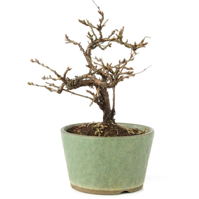 Potentilla fruticosa, 15 cm, ± 7 years old