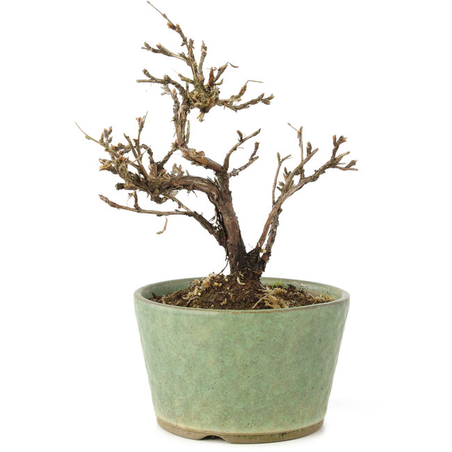 Potentilla fruticosa, 15 cm, ± 7 años