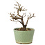 Potentilla fruticosa, 15 cm, ± 7 jaar oud
