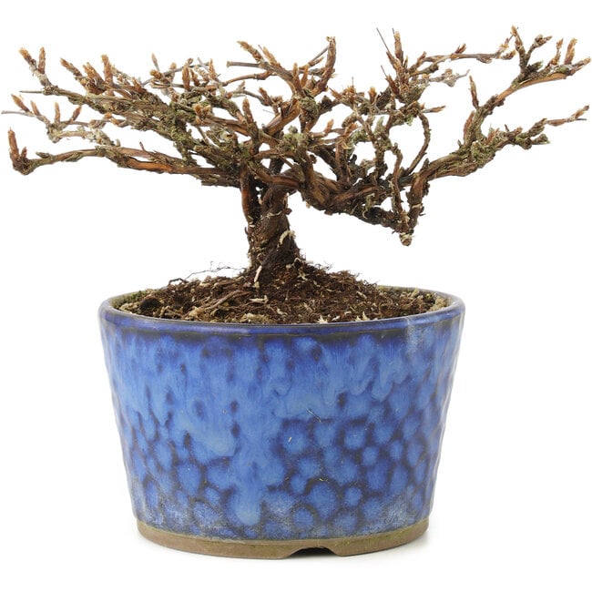 Potentilla fruticosa, 9 cm, ± 7 anni