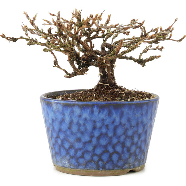 Potentilla fruticosa, 9 cm, ± 7 años