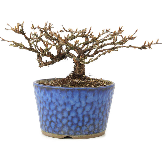 Potentilla fruticosa, 9 cm, ± 7 ans