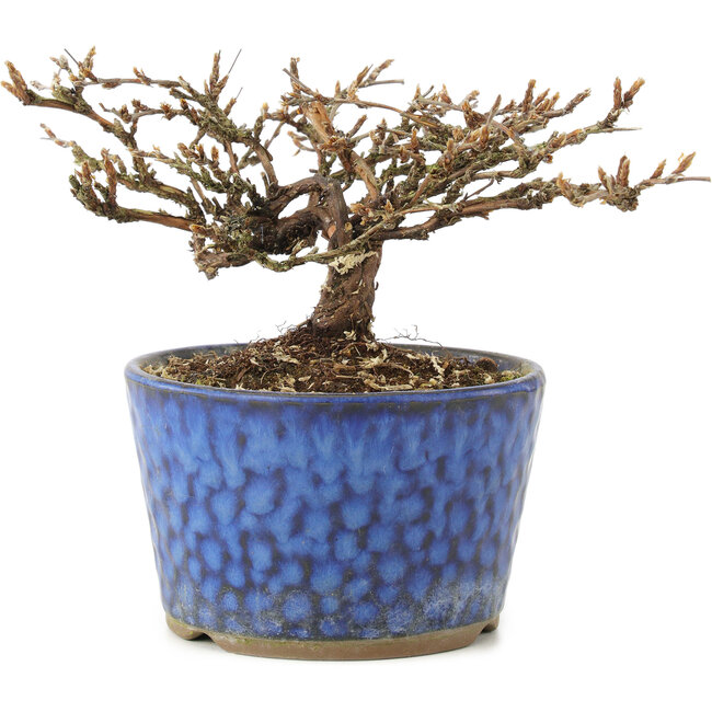 Potentilla fruticosa, 9 cm, ± 7 ans