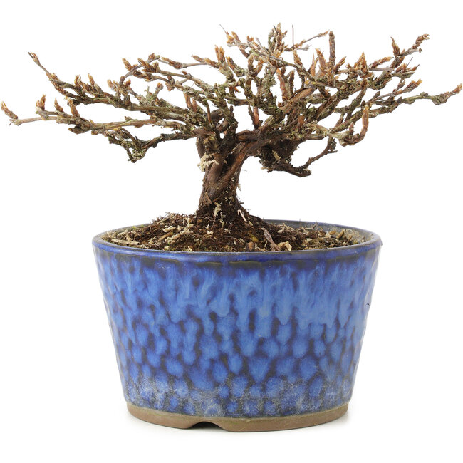 Potentilla fruticosa, 9 cm, ± 7 Jahre alt