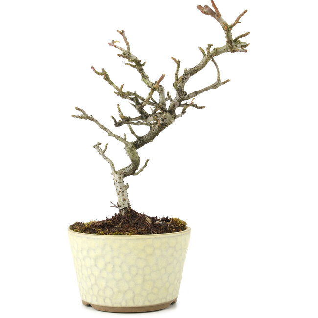 Pyracantha, 21 cm, ± 8 jaar oud