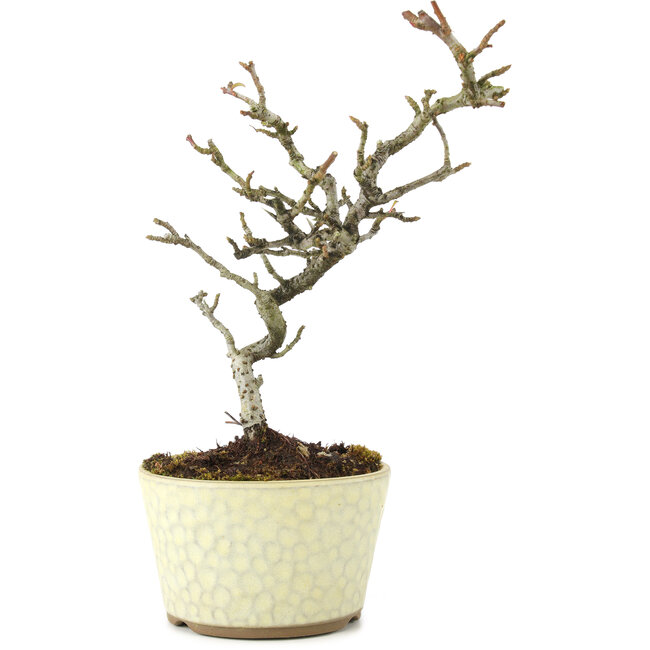 Pyracantha, 21 cm, ± 8 years old