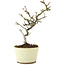 Pyracantha, 21 cm, ± 8 Jahre alt