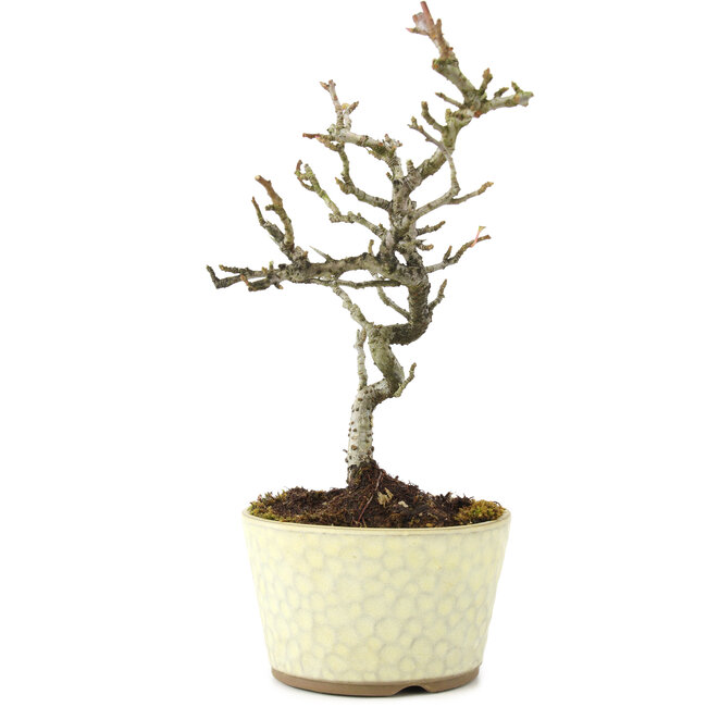 Pyracantha, 21 cm, ± 8 anni