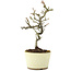 Pyracantha, 21 cm, ± 8 years old