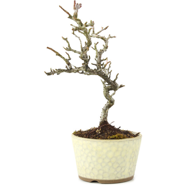 Pyracantha, 21 cm, ± 8 jaar oud