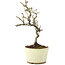 Pyracantha, 21 cm, ± 8 years old