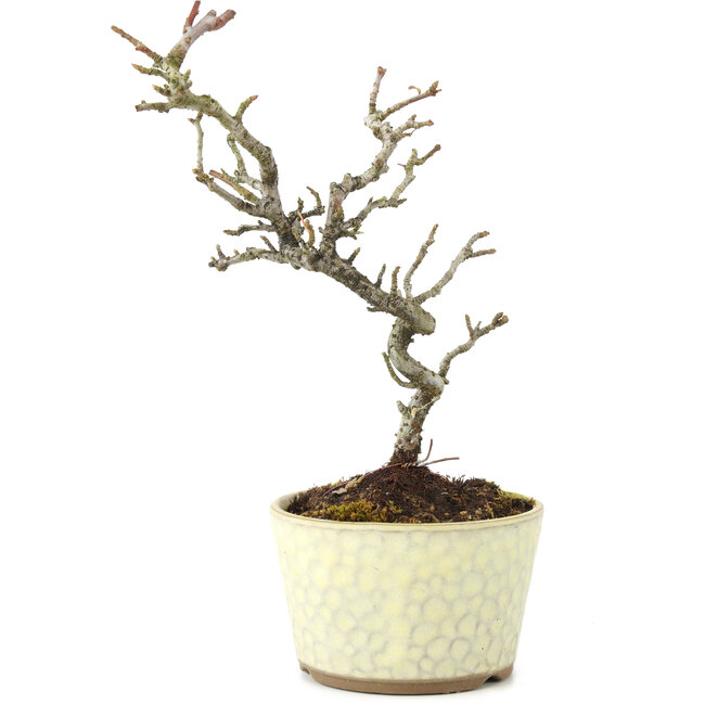 Pyracantha, 21 cm, ± 8 anni