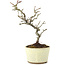 Pyracantha, 21 cm, ± 8 years old