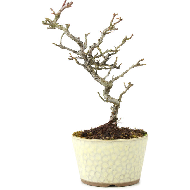 Pyracantha, 21 cm, ± 8 ans