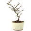 Pyracantha, 21 cm, ± 8 years old