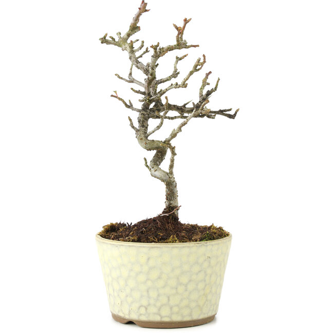 Pyracantha, 21 cm, ± 8 años