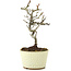 Pyracantha, 21 cm, ± 8 Jahre alt