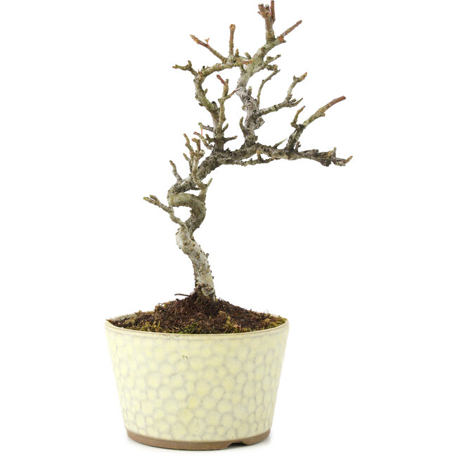 Pyracantha, 21 cm, ± 8 ans