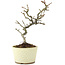 Pyracantha, 21 cm, ± 8 years old