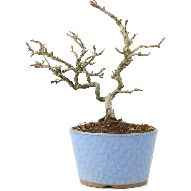 Pyracantha, 16 cm, ± 8 Jahre alt