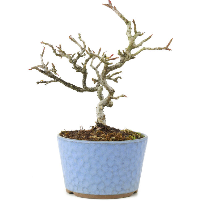 Pyracantha, 16 cm, ± 8 Jahre alt