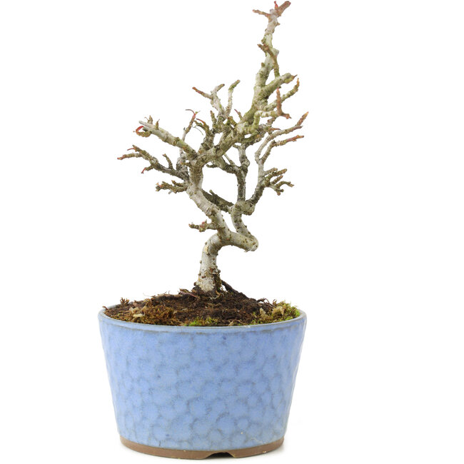 Pyracantha, 16 cm, ± 8 ans