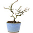 Pyracantha, 16 cm, ± 8 Jahre alt