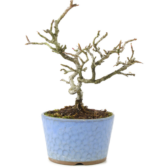 Pyracantha, 16 cm, ± 8 ans