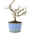 Pyracantha, 16 cm, ± 8 Jahre alt