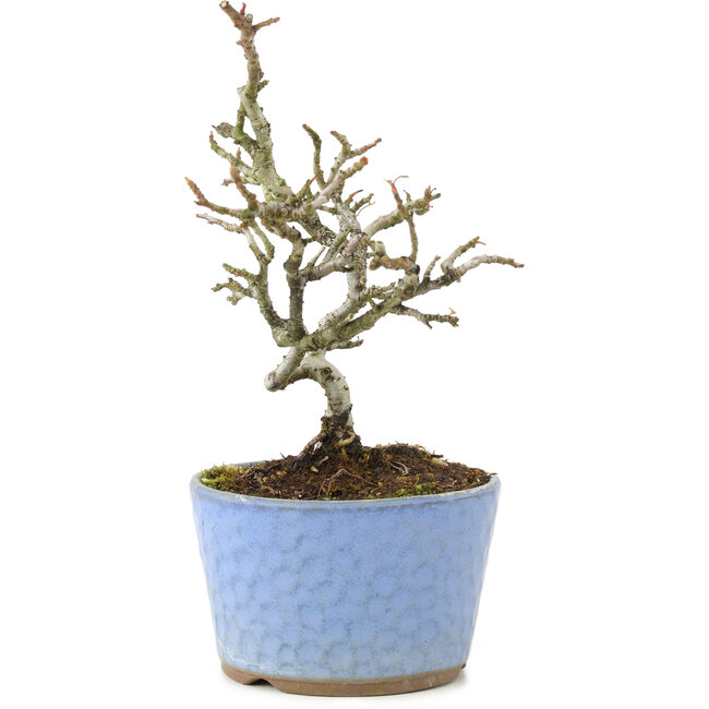 Pyracantha, 16 cm, ± 8 Jahre alt