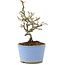 Pyracantha, 16 cm, ± 8 years old