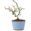 Pyracantha, 16 cm, ± 8 years old