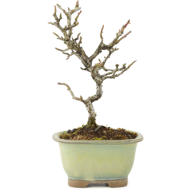 Pyracantha, 18 cm, ± 8 jaar oud