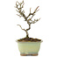 Pyracantha, 18 cm, ± 8 years old