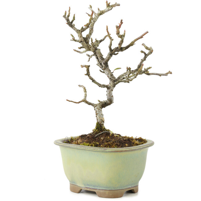 Pyracantha, 18 cm, ± 8 años