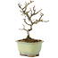 Pyracantha, 18 cm, ± 8 years old
