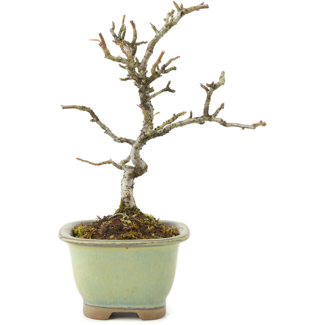 Pyracantha, 18 cm, ± 8 Jahre alt