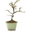 Pyracantha, 18 cm, ± 8 years old