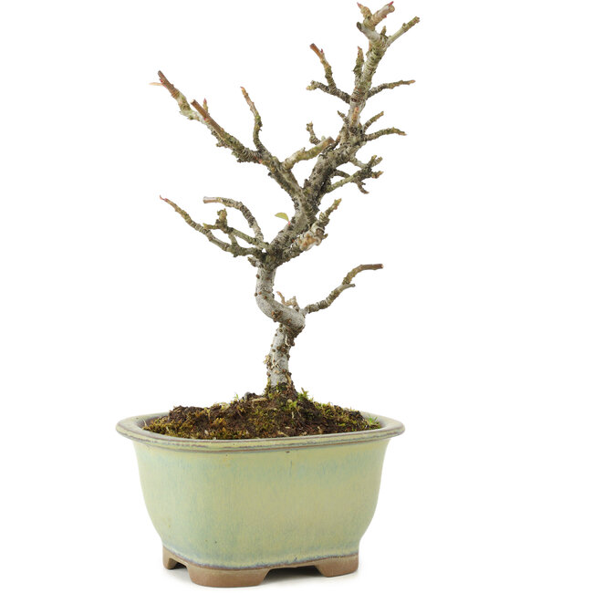 Pyracantha, 18 cm, ± 8 ans