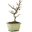 Pyracantha, 18 cm, ± 8 years old