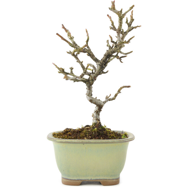 Pyracantha, 18 cm, ± 8 ans