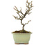 Pyracantha, 18 cm, ± 8 years old