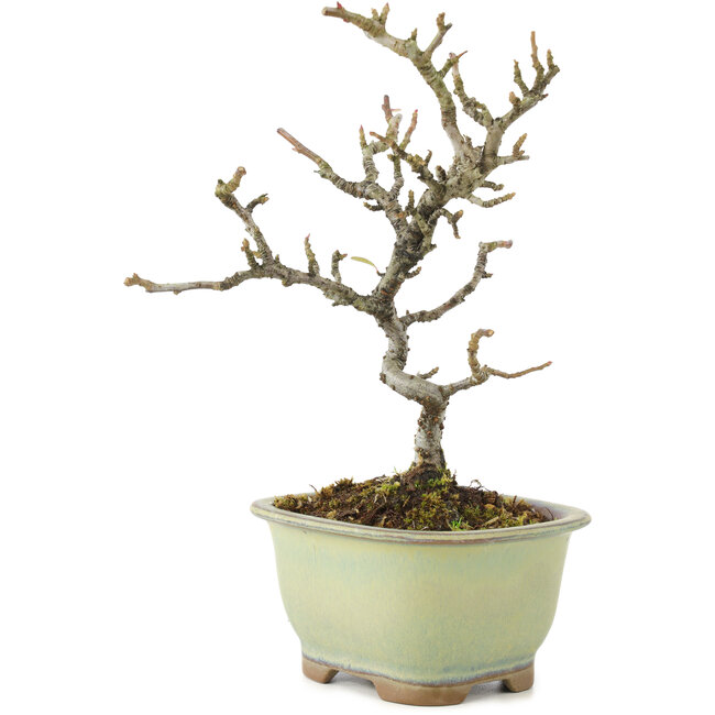 Pyracantha, 18 cm, ± 8 Jahre alt