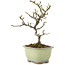 Pyracantha, 18 cm, ± 8 years old