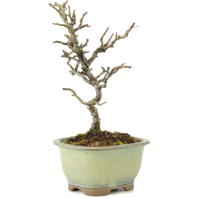 Pyracantha, 18 cm, ± 8 Jahre alt