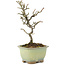 Pyracantha, 18 cm, ± 8 years old